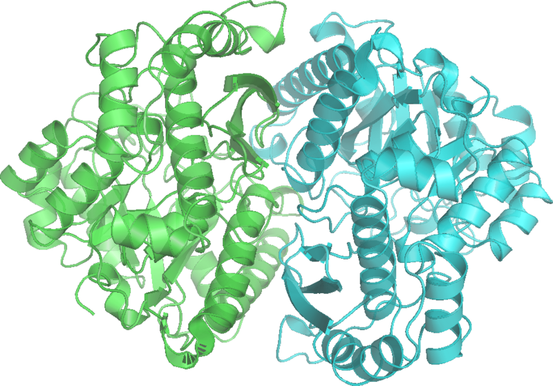 File:Enolase 2ONE wpmp.png
