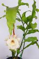 Epiphyllum oxypetalum (Dutchman's Pipe, Night Queen or निशागंधी Nishagandhi or Gul-e-Bakawali).jpg