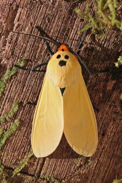 Erebid moth (Selenarctia schausi).jpg