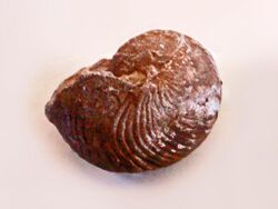 Gasteropods - Ammonites - Deltocymatoceras rugatus.JPG