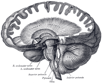 Cerebellum and basal ganglia
