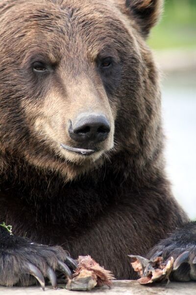 File:Grizzly Bear Alaska.jpg