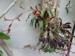 Guzmania sp. (Bromeliaceae) plant.jpg