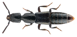 Gyrohypnus fracticornis (O.Mueller, 1776).png