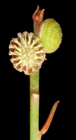 Gyrostemon subnudus (male) - Flickr - Kevin Thiele.jpg