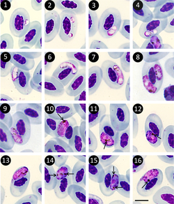 Haemoproteus ilanpapernai parasite130095-fig1.png