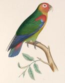 A green parrot with a red-orange head, a yellow throat, a light-green underside, blue-tipped wings and tail, and pink eye-spots