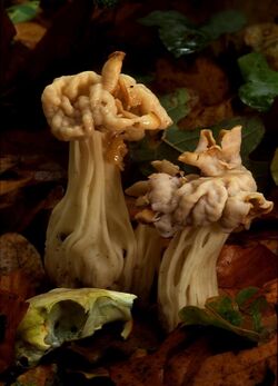 Helvella crispa in woodland in Dorset.jpg