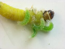 Hercus fontinalis later instar larvae.jpg