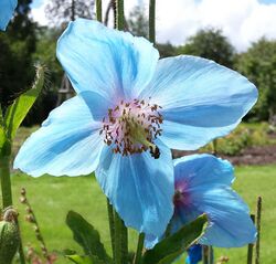 Himalayan blue poppy in a Scottish garden.jpg