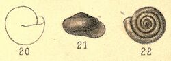 Hyalosagda arboreoides shell.jpg