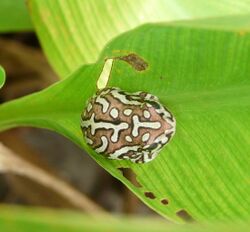 Hyperolius parallelus - Angolan Reed Frog.jpg