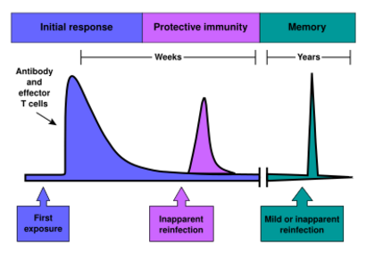 The initial response involves antibody and effector T-cells. The resulting protective immunity lasts for weeks. Immunological memory often lasts for years.