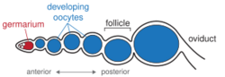 Insect ovariole diagram 2.svg