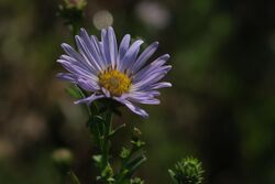 J20160907-0021—Symphyotrichum lentum—RPBG (29529913875).jpg