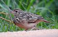 Jerdon's Bushlark Mirafra affinis Sri Lanka by Dr. Raju Kasambe DSCN3839 (3).jpg