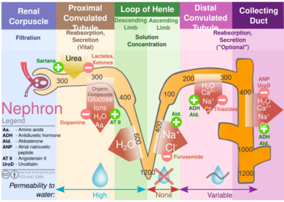 Nephron Ion flow diagram