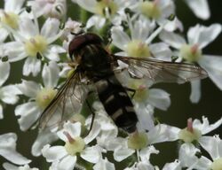 Leucoz. laternaria.male.jpg