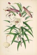 Lilium brownii.jpg