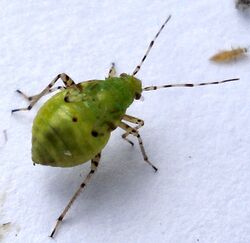 Liocoris tripustulatus 1.jpg