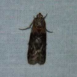 Locust Leafroller Moth.jpg