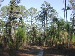 Longleaf 8246.jpg