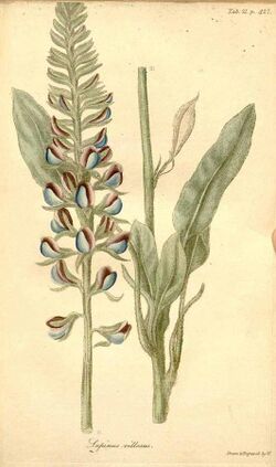 Lupinus villosus illustration.jpg