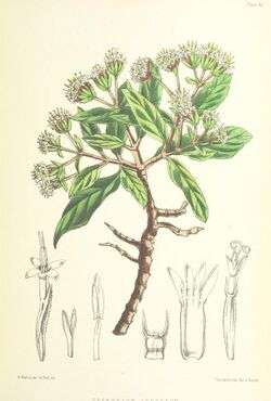 MELLISS(1875) p399 - PLATE 42 - Pretobium Arboreum.jpg