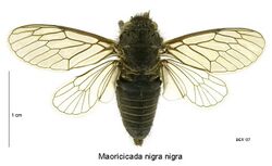 Maoricicada nigra nigra male.jpg