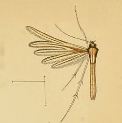 Merrifieldia chordodactylus.jpg