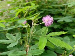Mimosa pudica in September month.jpg