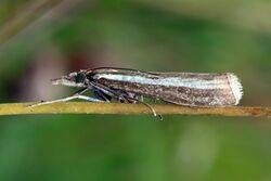 Moth (Agriphila tristella).jpg