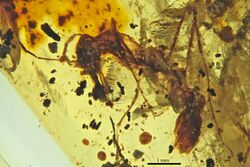 Myanmyrma gracilis AMNH-BU014 holotype 01.jpg
