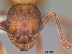 Myrmica brevispinosa casent0104831 head 1.jpg