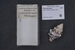 Naturalis Biodiversity Center - RMNH.MOL.209418 - Latirus belcheri (Reeve, 1847) - Fasciolariidae - Mollusc shell.jpeg