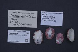 Naturalis Biodiversity Center - ZMA.MOLL.301397 - Diodora viridula (Lamarck, 1822) - Fissurellidae - Mollusc shell.jpeg