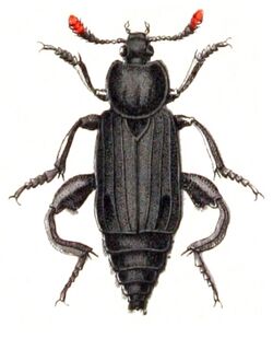 Necrodes.littoralis.male.-.calwer.09.14.jpg