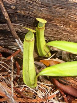 Nepenthes albomarginata.jpg