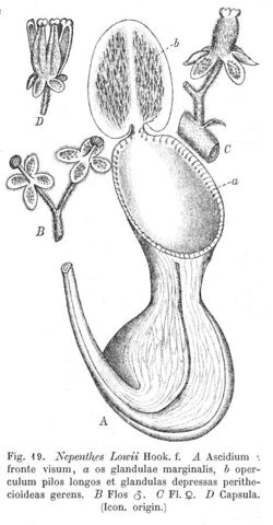 Nepenthes lowii Macfarlane illustration.jpg