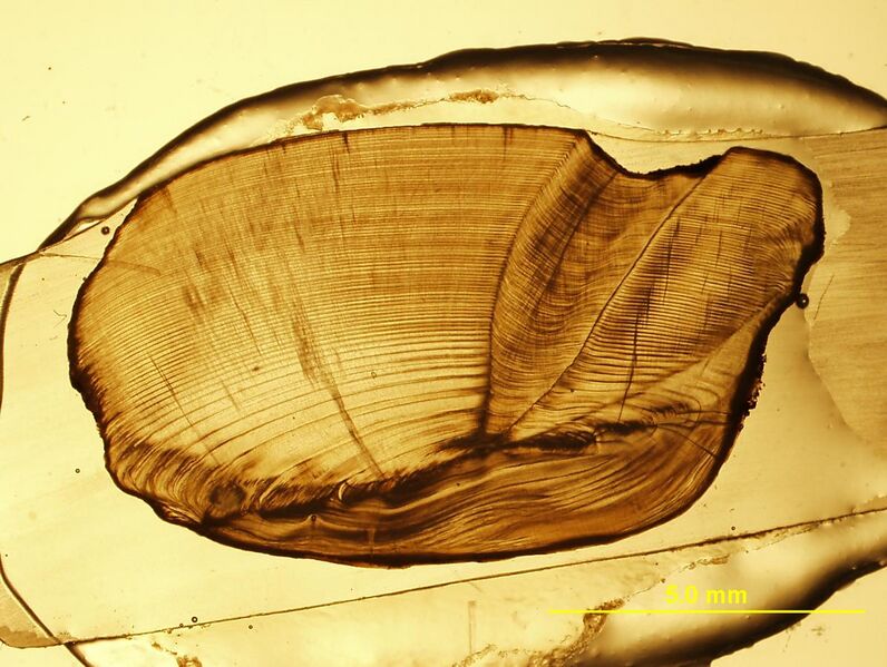 File:Oldest freshwater drum sagittal otolith.jpg