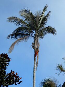 Palma de cera de la Sierra Nevada de Santa Marta (Ceroxylon ceriferum) - Flickr - Alejandro Bayer (1).jpg