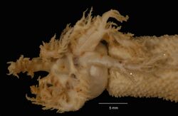 Paracucumis turricata (USNM E33428) 003.jpeg