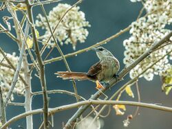 Phacellodomus dorsalis - Chestnut-backed Thornbird 1.jpg