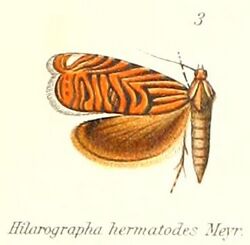 Pl.1-03-Hilarographa hermatodes Meyrick, 1909.jpg