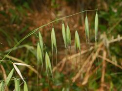 Poaceae - Avena barbata (8304690940).jpg