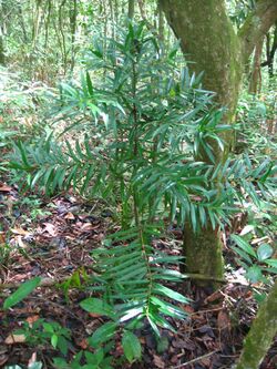 Podocarpus Sellowii young tree1.jpg