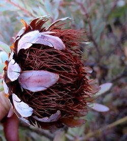 Protea sulphurea outramps-tanniedi iNat20173472d.jpg