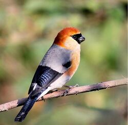 Red-headed Bullfinch.jpg