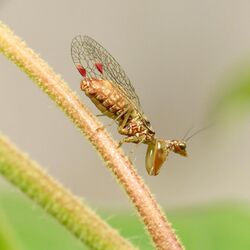 Red-spotted Mantidfly (37035396004).jpg