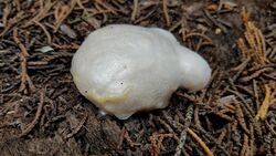 A fairly round, whitish structure growing on woody debris